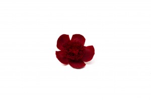 preserved-myosotis-09