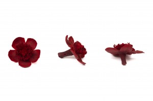 preserved-myosotis-09.