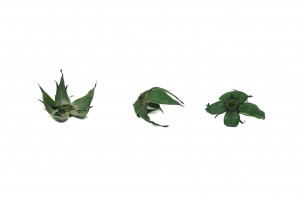 preserved-rose-stem-and-sepal-09.