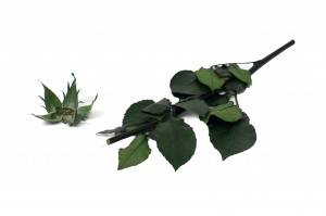 preserved-rose-stem-and-sepal-09