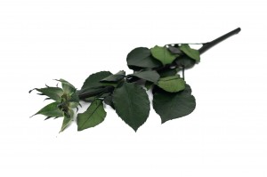 preserved-rose-stem-and-sepal-09.