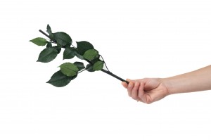 preserved-rose-stem-and-sepal-09.