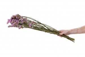 statice-sinuata-sec-29.