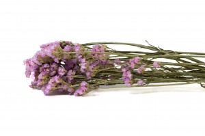 statice-sinuata-sec-29.