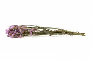 statice-sinuata-sec-29.
