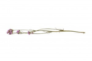 statice-sinuata-sec-29.