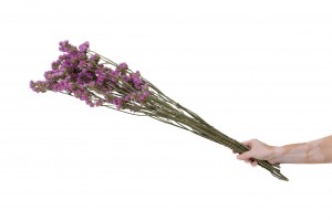statice-sinuata-sec-29.