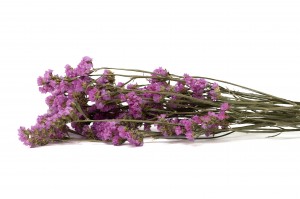 getrocknete-statice-sinuata-29.