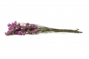 getrocknete-statice-sinuata-29.