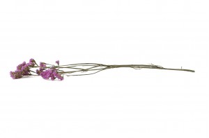 statice-sinuata-sec-29.