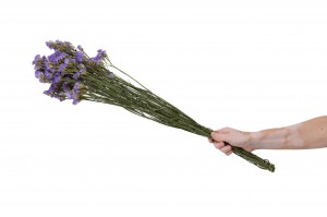 statice-sinuata-sec-29.