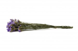 getrocknete-statice-sinuata-29.