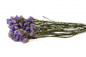 getrocknete-statice-sinuata-29.