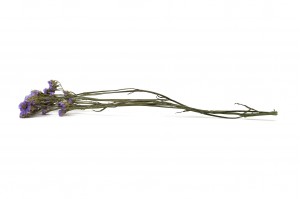 getrocknete-statice-sinuata-29.