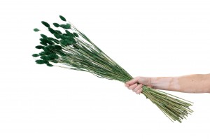 trockenes-phalaris-12.