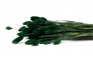 trockenes-phalaris-12.