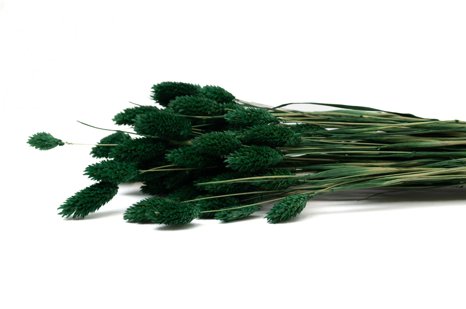 Dried phalaris (12) dried-phalaris-12