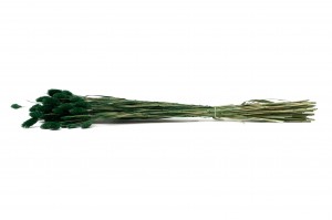 trockenes-phalaris-12.