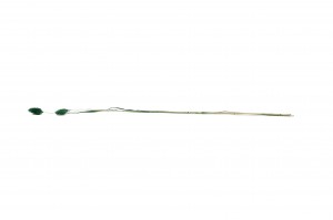 trockenes-phalaris-12.