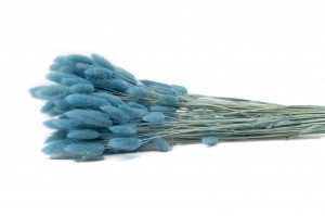 dried-lagurus12.