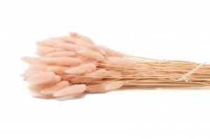 dried-lagurus12.