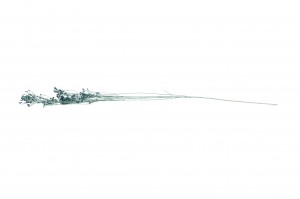 broom-bloom-sec-12.