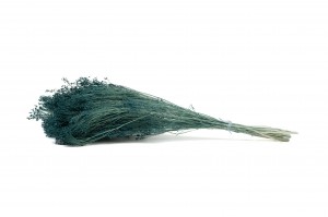 broom-bloom-sec-12.
