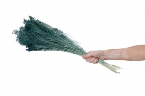 broom-bloom-sec-12.