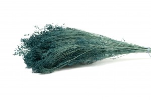 broom-bloom-sec-12.