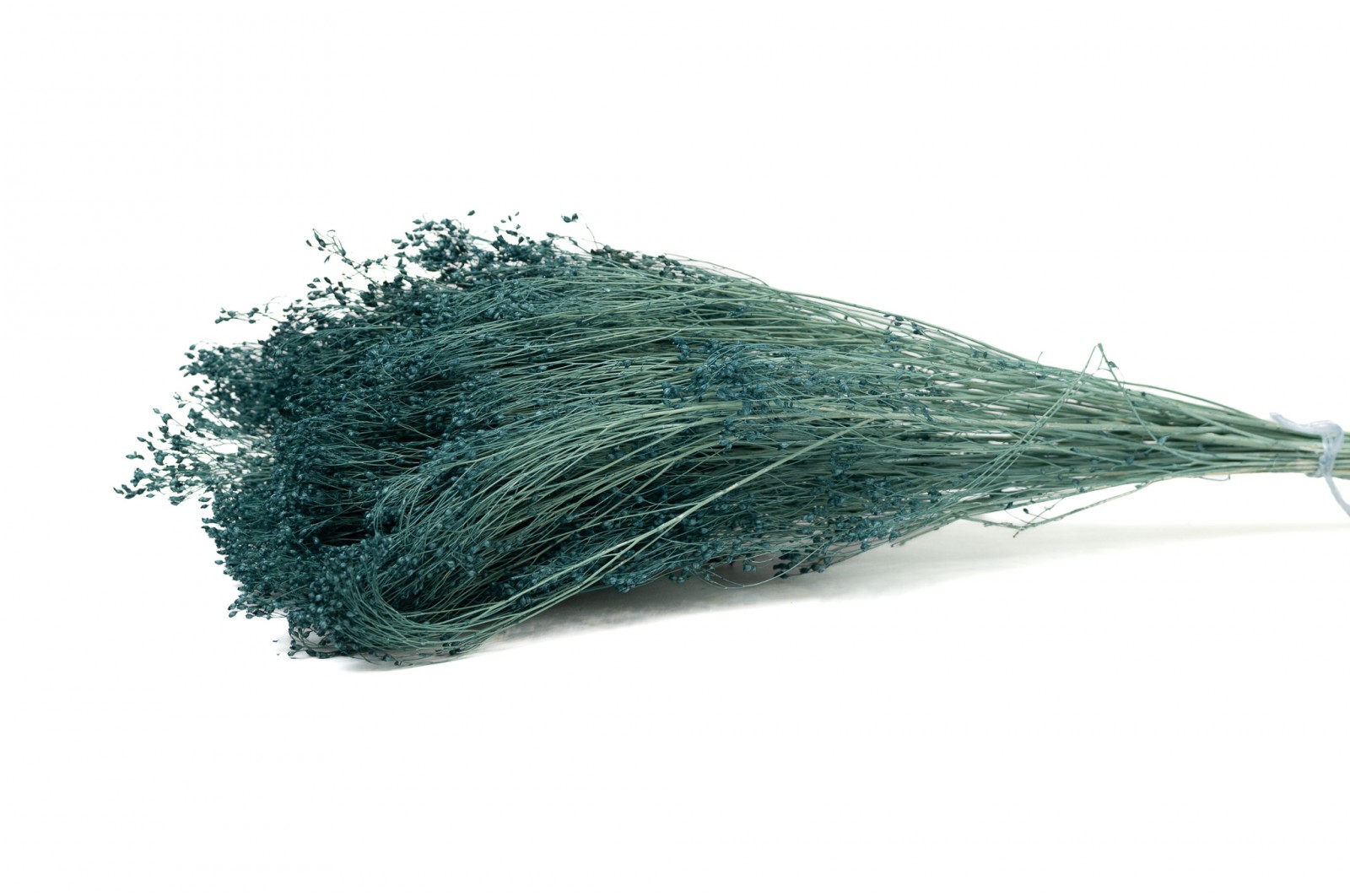 Broom bloom sec (12) broom-bloom-sec-12