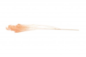 broom-bloom-sec-12.