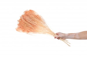 broom-bloom-sec-12.