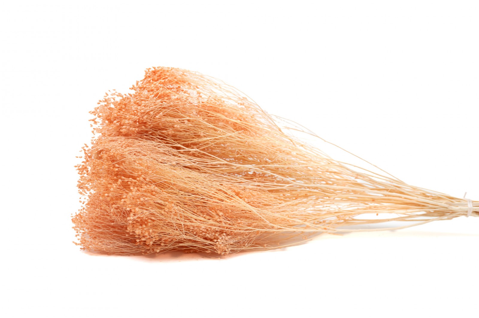 Broom bloom sec (12) broom-bloom-sec-12