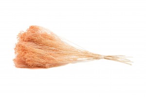 broom-bloom-sec-12.
