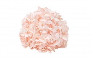 preserved-kiara-hydrangea-37.