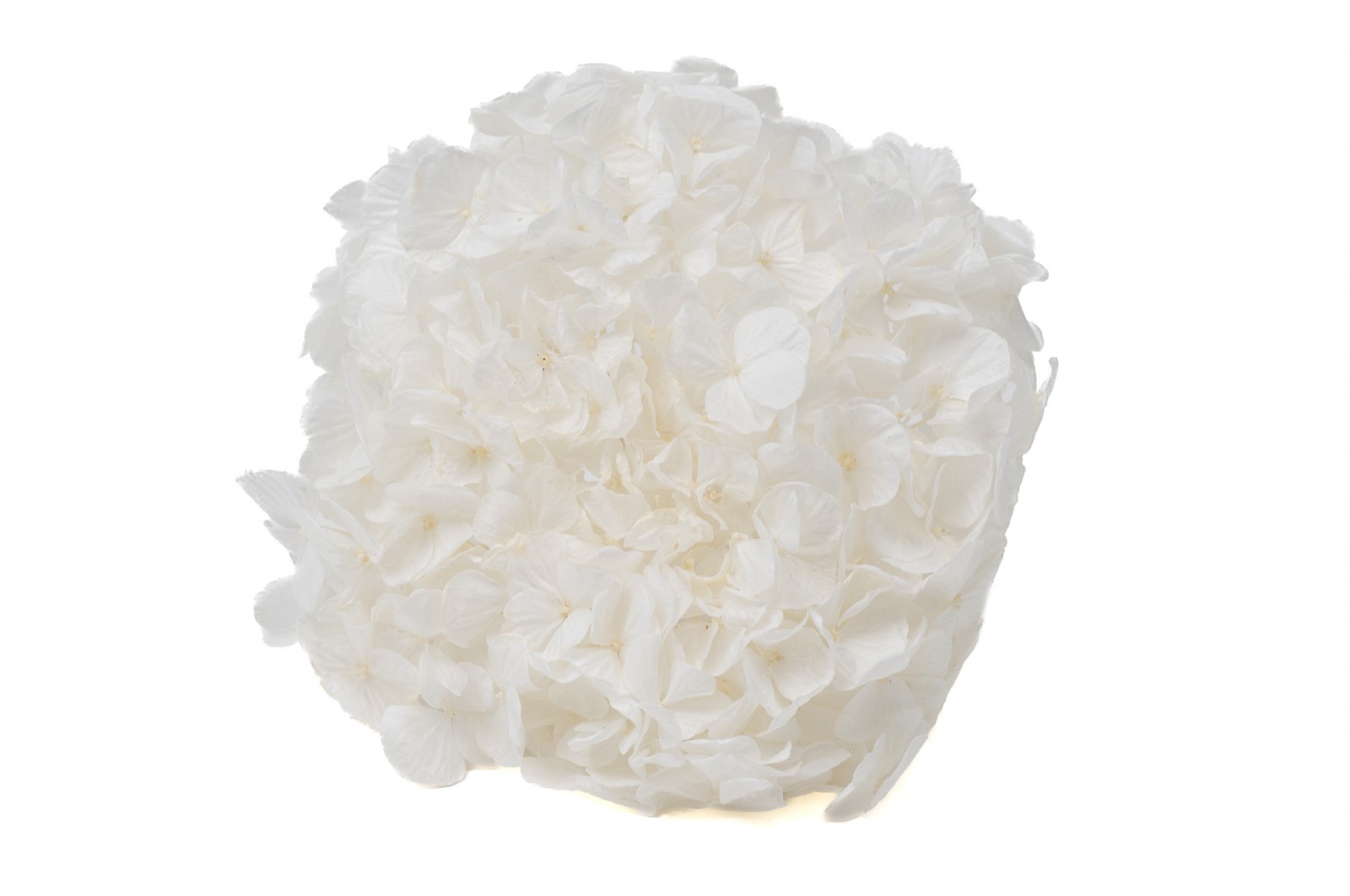 hortensia-kiara-stabilise-37