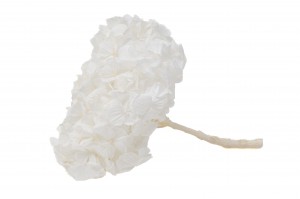 preserved-kiara-hydrangea-37.