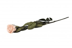 preserved-rose-kiara-on-stem-box-37.