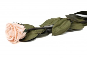 preserved-rose-kiara-on-stem-box-37.