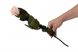 preserved-rose-kiara-on-stem-box-37.