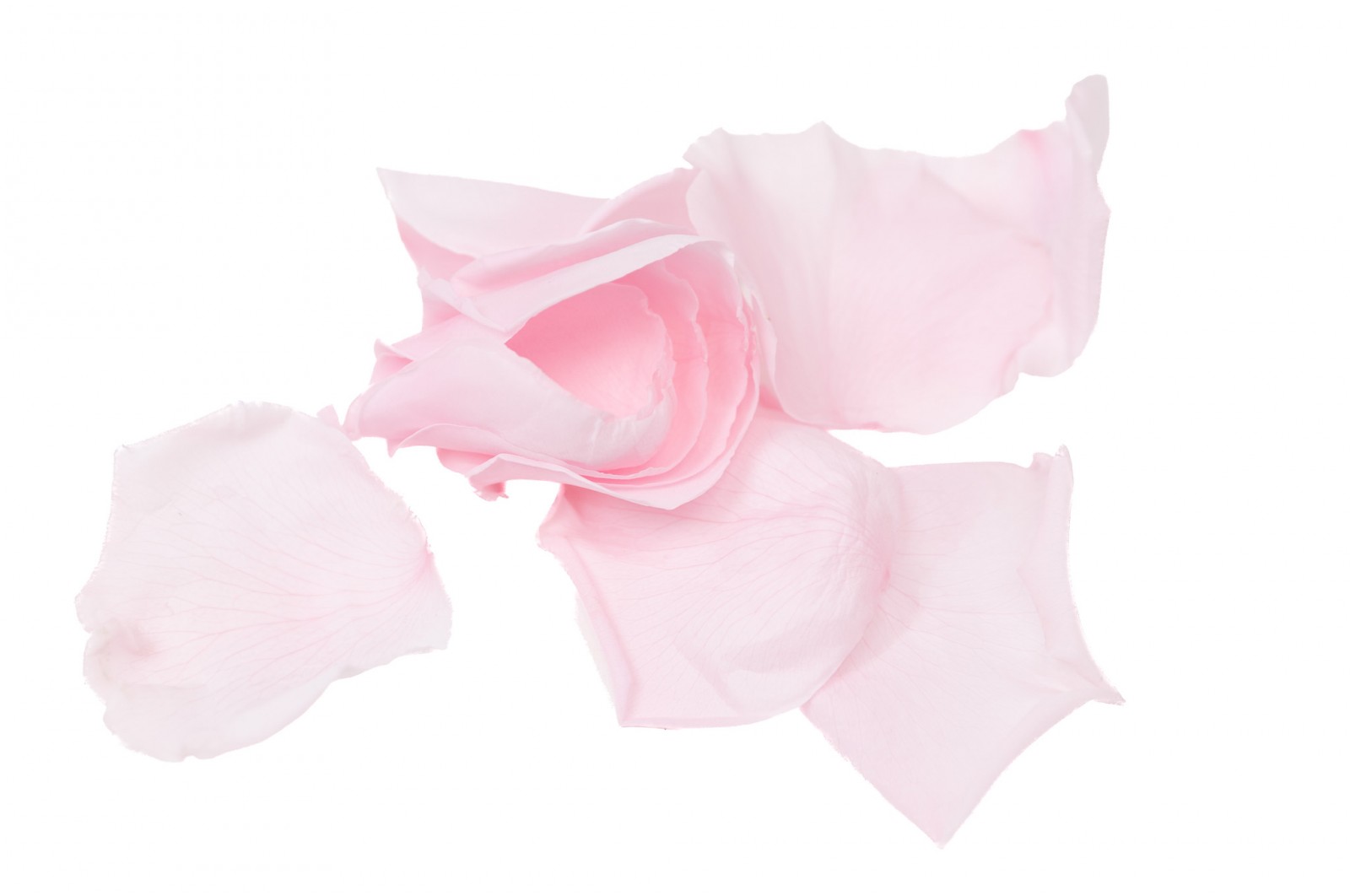 Pétales de rose stabilisées Kiara (37) petales-de-rose-stabilisees-kiara-37