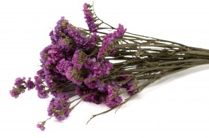 dried-statice-sinuata-18.
