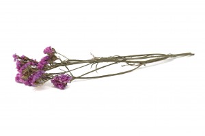 dried-statice-sinuata-18.