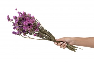 dried-statice-sinuata-18.