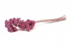 preserved-achillea-filipendula-8.