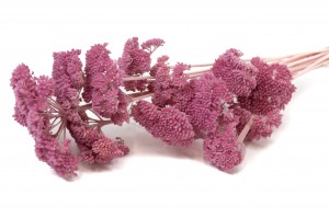 preserved-achillea-filipendula-8.
