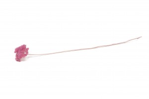stabilisierter-achillee-filipendula-8.