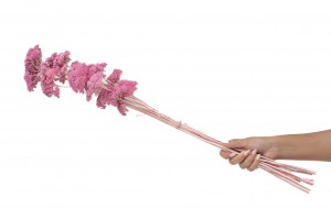 stabilisierter-achillee-filipendula-8.