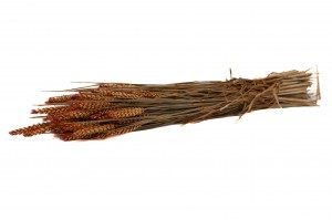 dried-wheat-18.