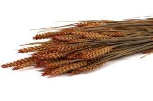 dried-wheat-18.